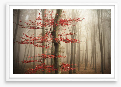 Last Autumn leaves