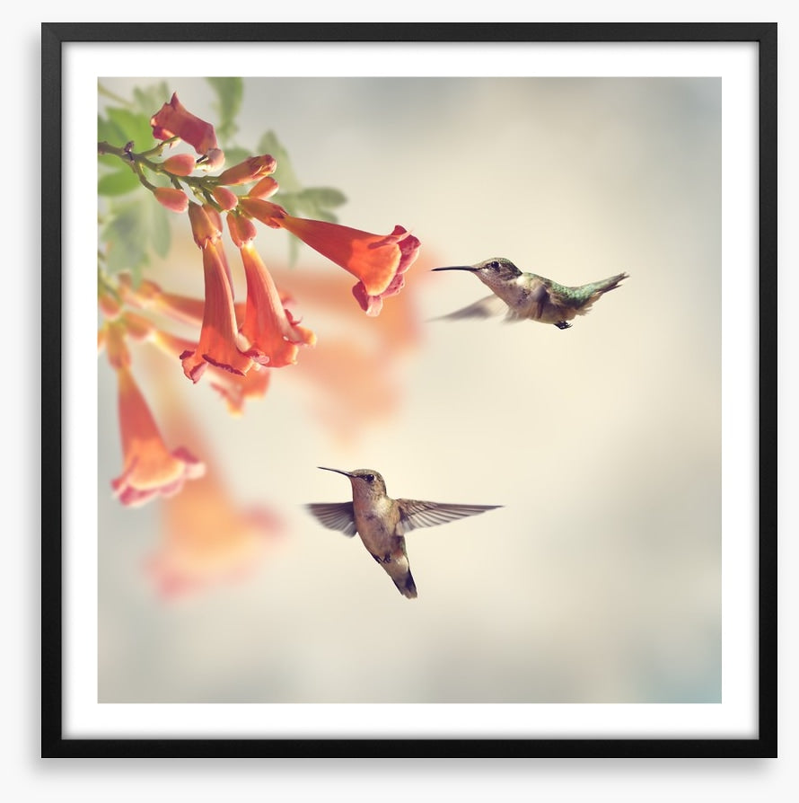 Ruby throated hummingbirds