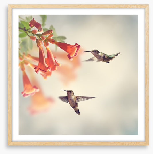 Ruby throated hummingbirds