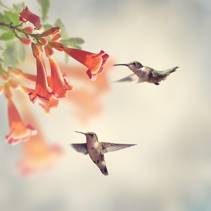 Ruby throated hummingbirds