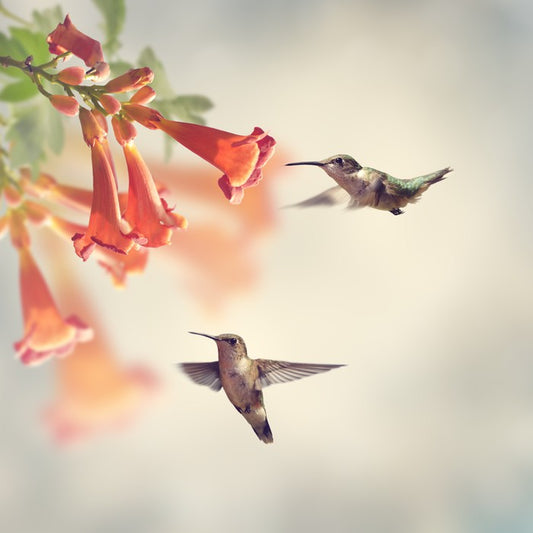 Ruby throated hummingbirds