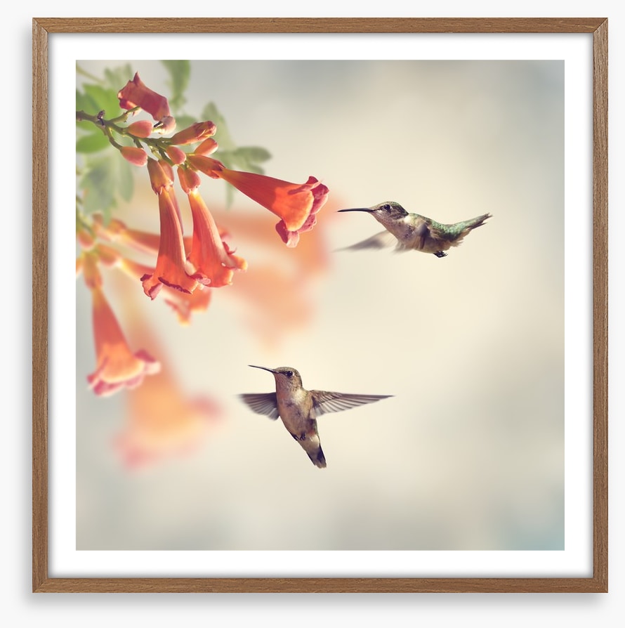 Ruby throated hummingbirds