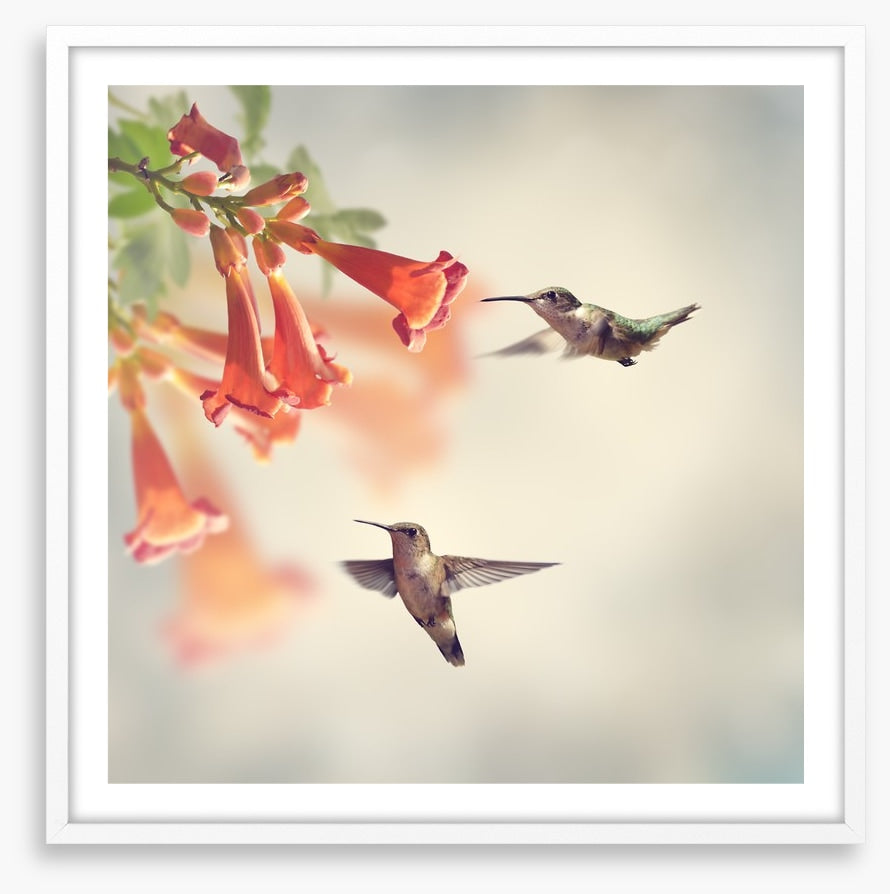 Ruby throated hummingbirds
