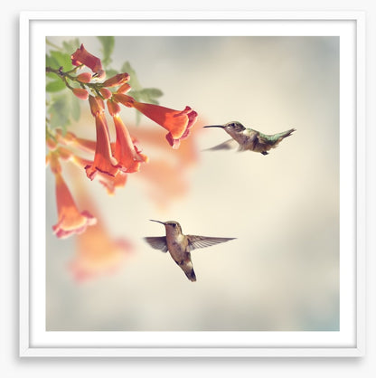 Ruby throated hummingbirds