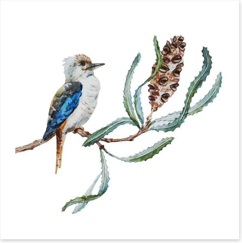 Little kookaburra