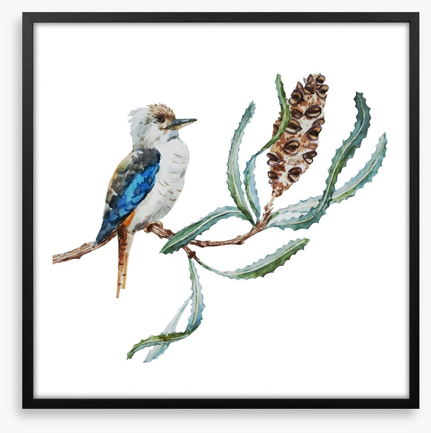 Little kookaburra