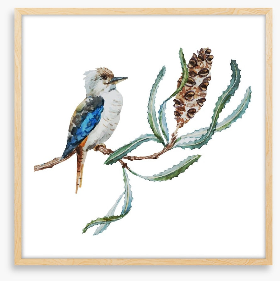 Little kookaburra