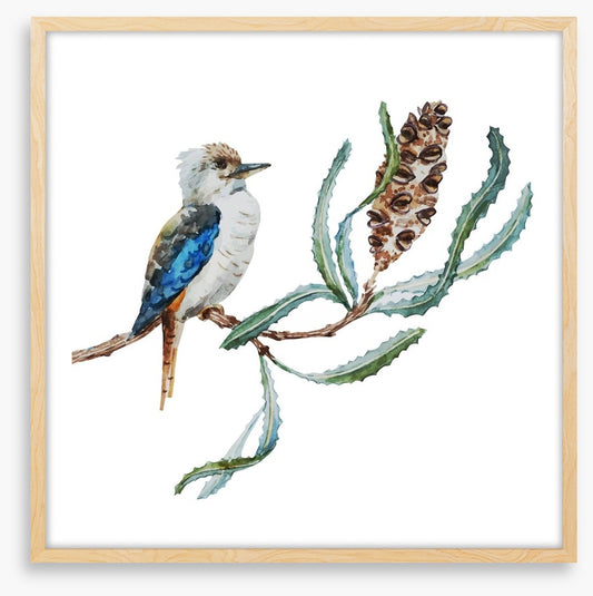Little kookaburra