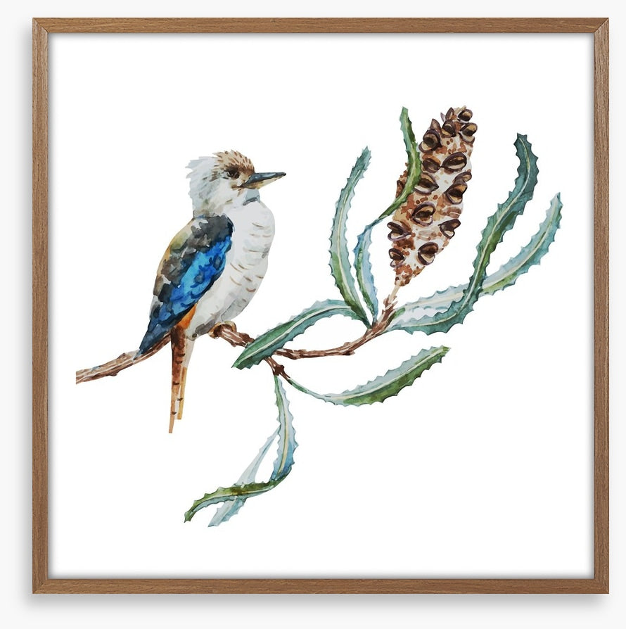 Little kookaburra