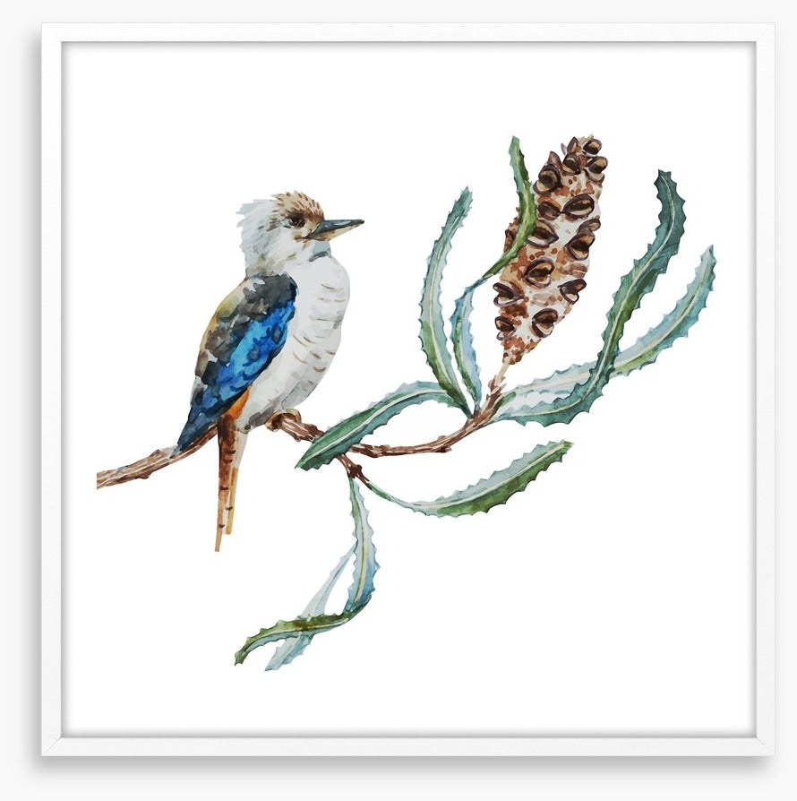Little kookaburra