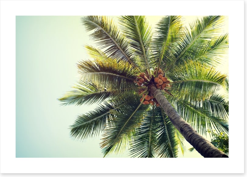 Coconut palm