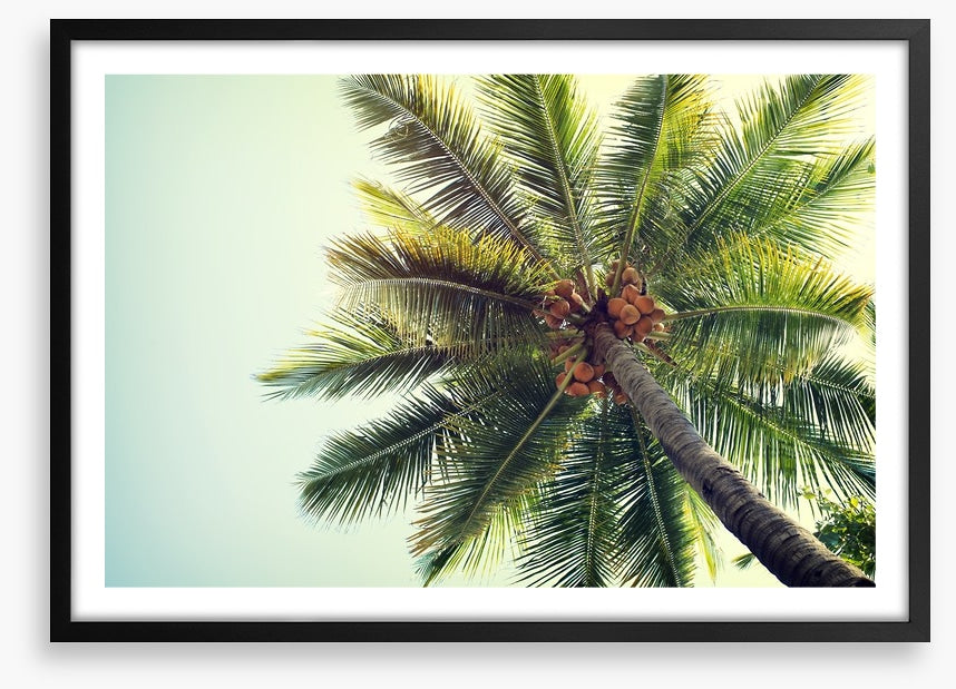 Coconut palm