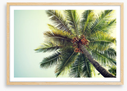 Coconut palm