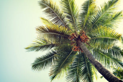 Coconut palm