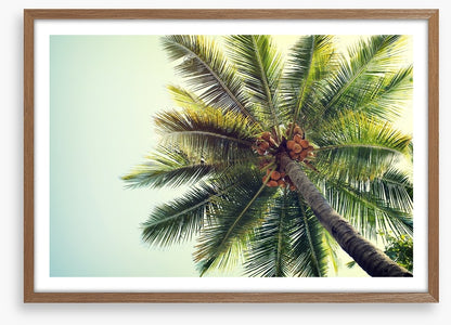 Coconut palm