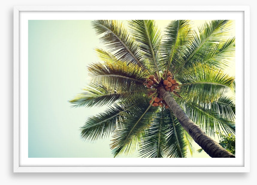 Coconut palm