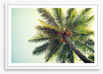 Coconut palm