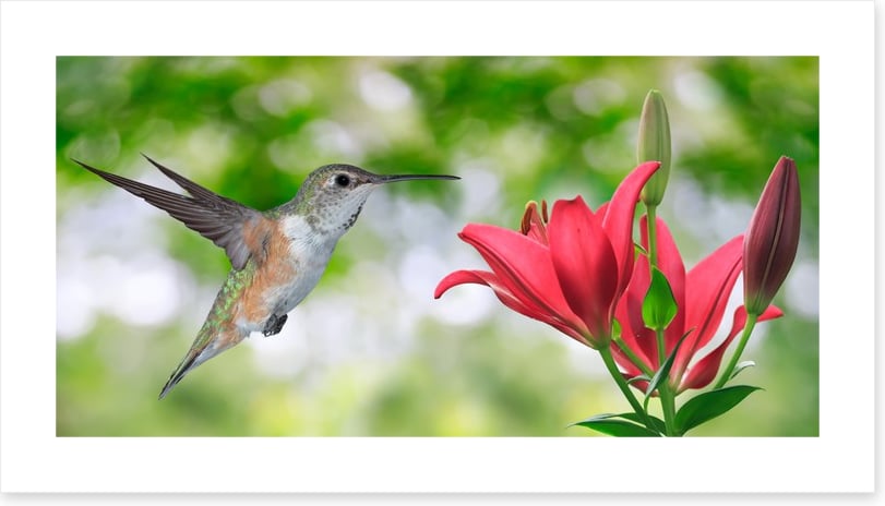 Iridescent hummingbird