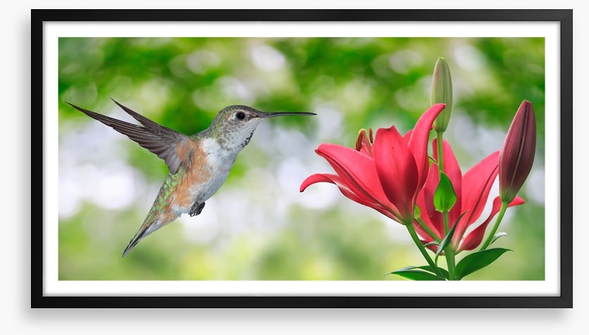 Iridescent hummingbird