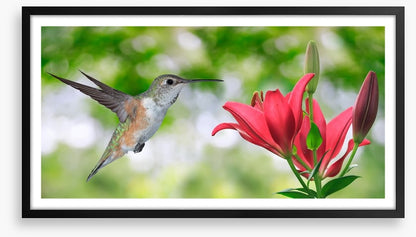 Iridescent hummingbird