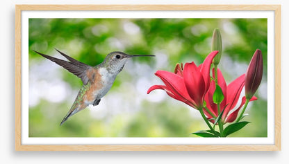 Iridescent hummingbird