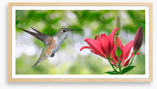 Iridescent hummingbird