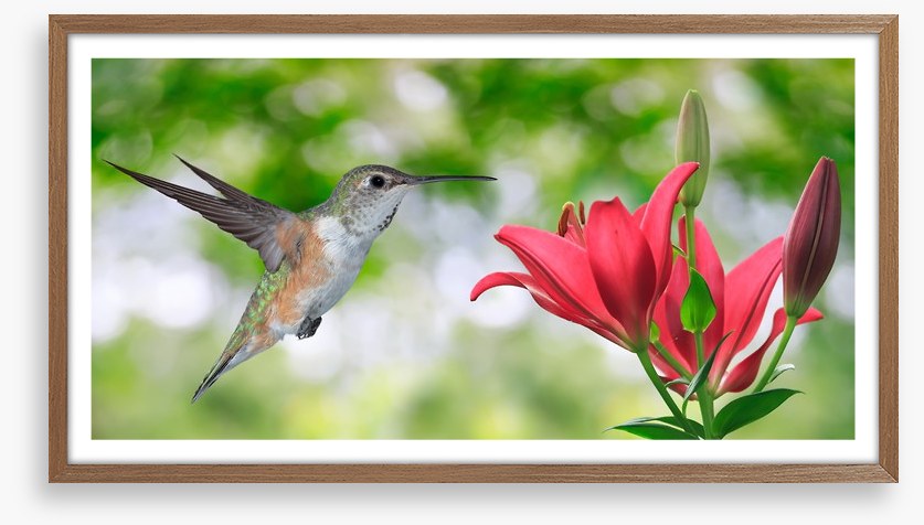 Iridescent hummingbird