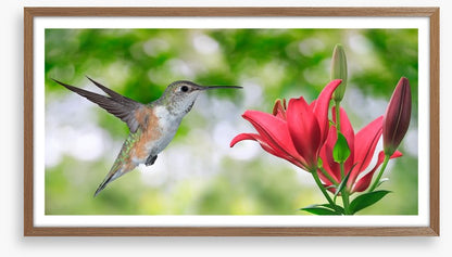 Iridescent hummingbird