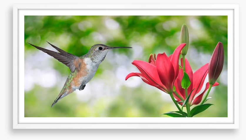 Iridescent hummingbird
