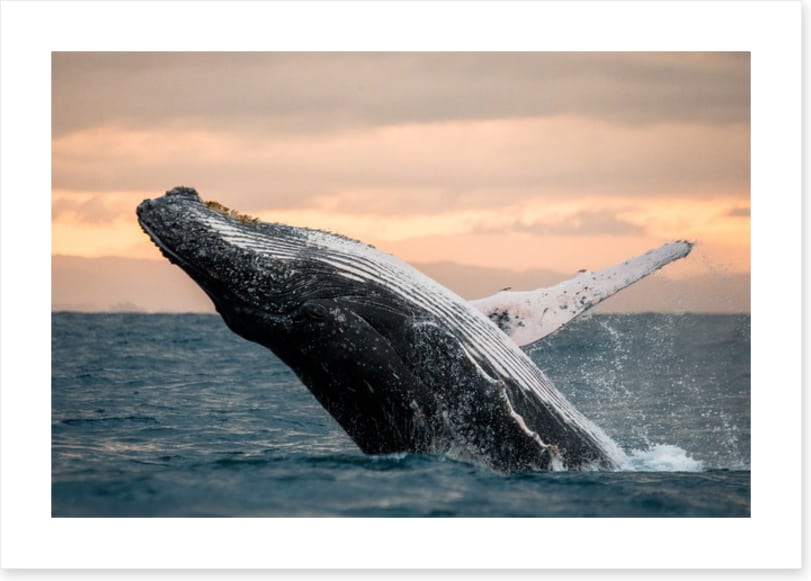 Whale out of water
