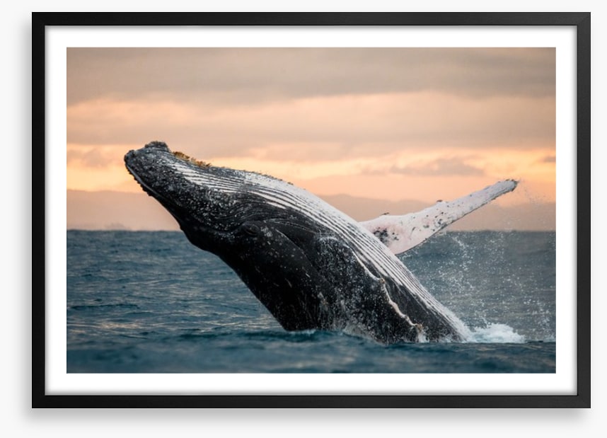 Whale out of water