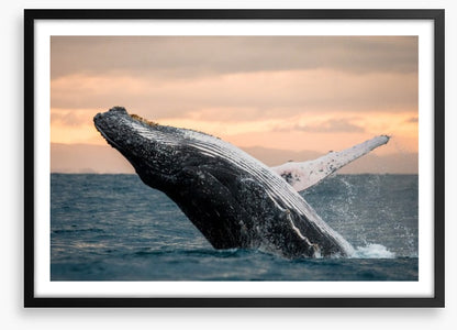 Whale out of water