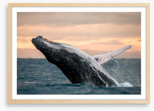 Whale out of water