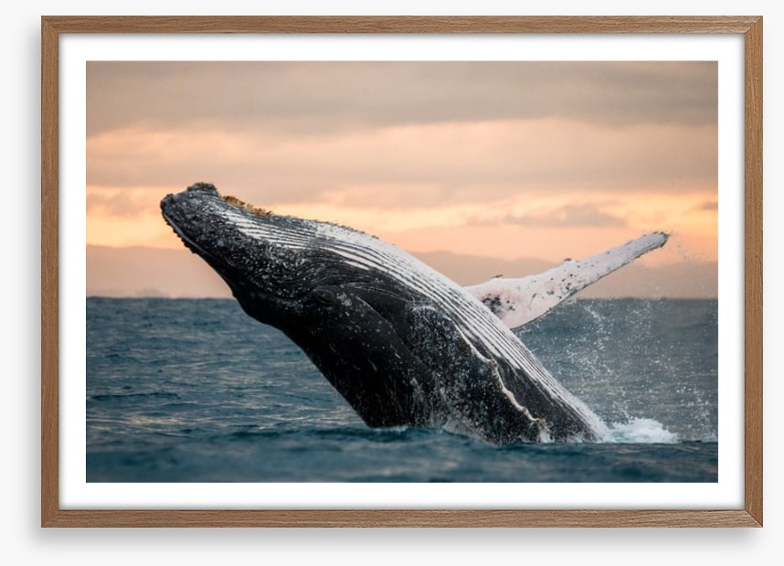 Whale out of water