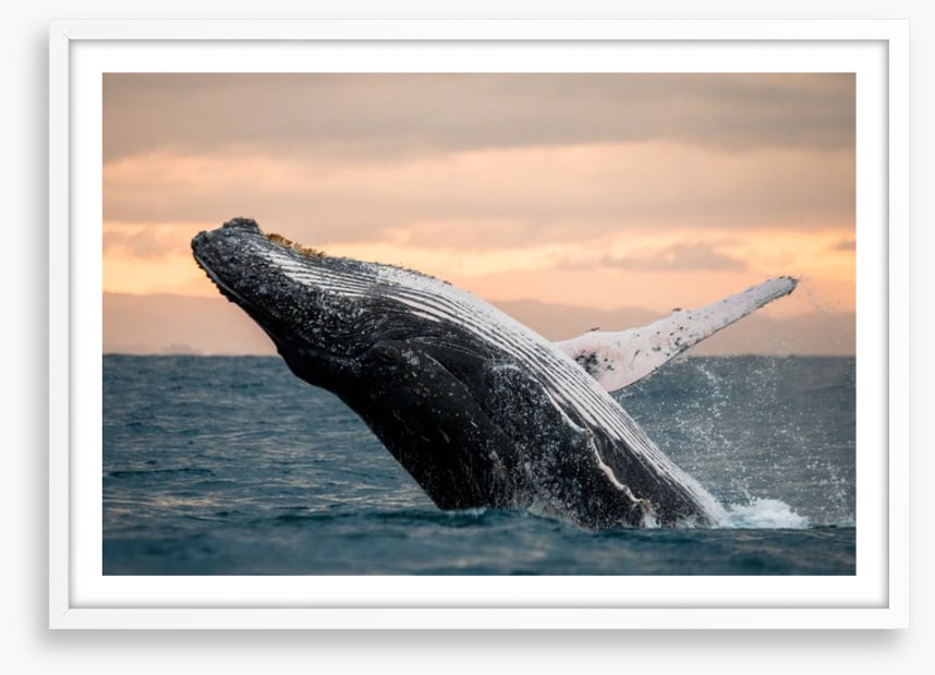 Whale out of water