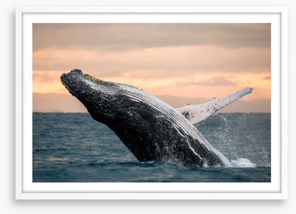 Whale out of water