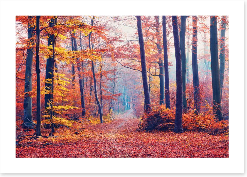 Autumn forest mist