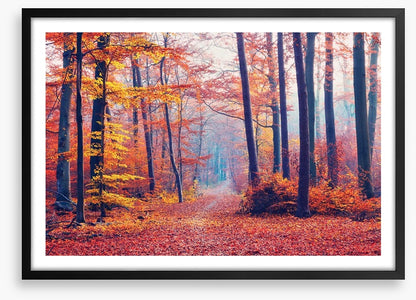 Autumn forest mist