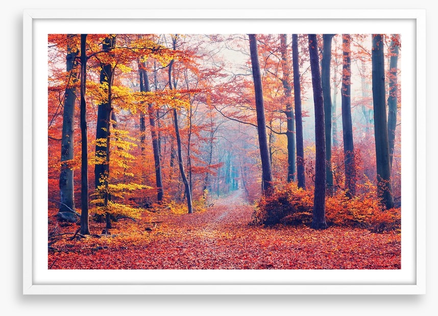Autumn forest mist