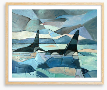 Orcas swimming