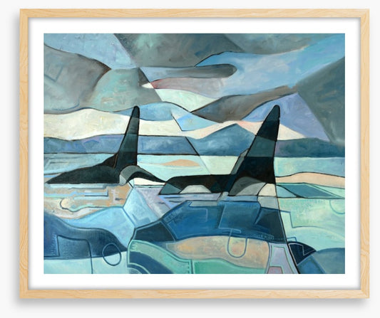 Orcas swimming