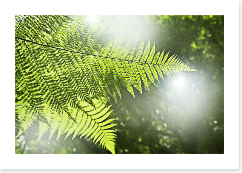 Sunlight fern