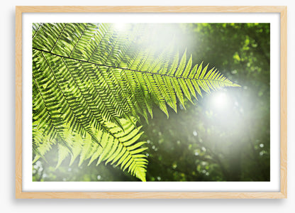 Sunlight fern