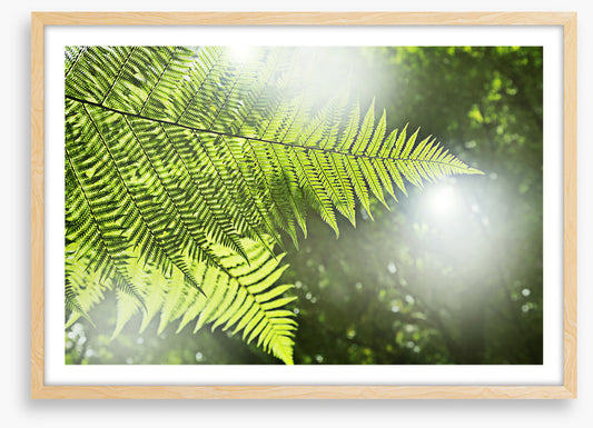 Sunlight fern