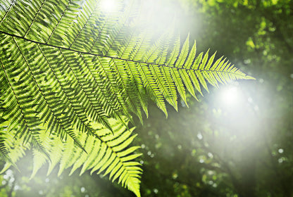 Sunlight fern