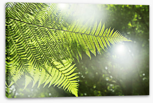 Sunlight fern