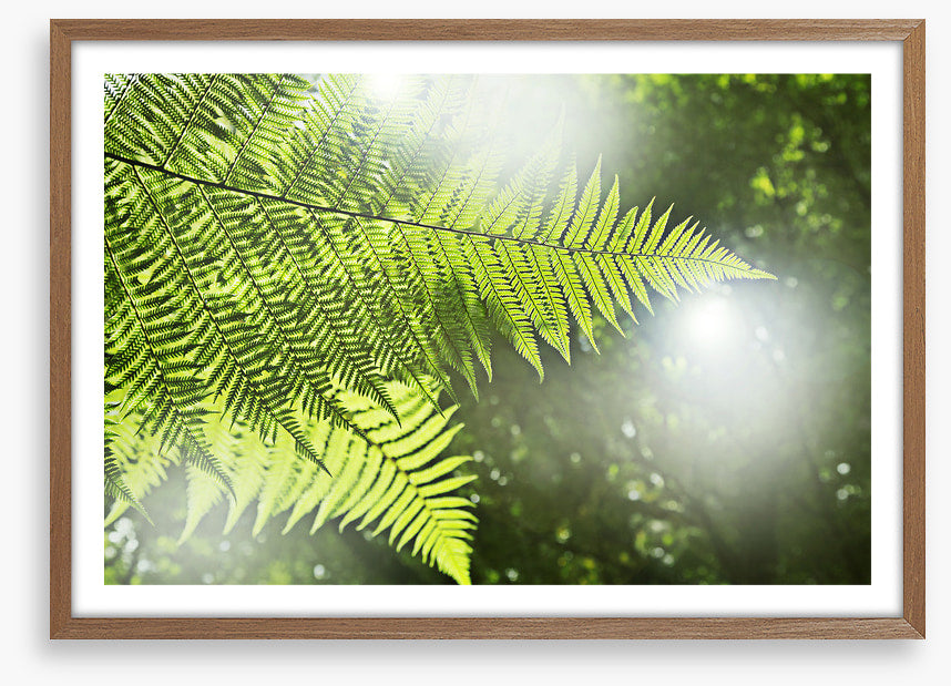 Sunlight fern