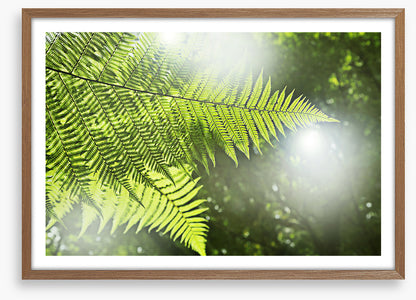 Sunlight fern