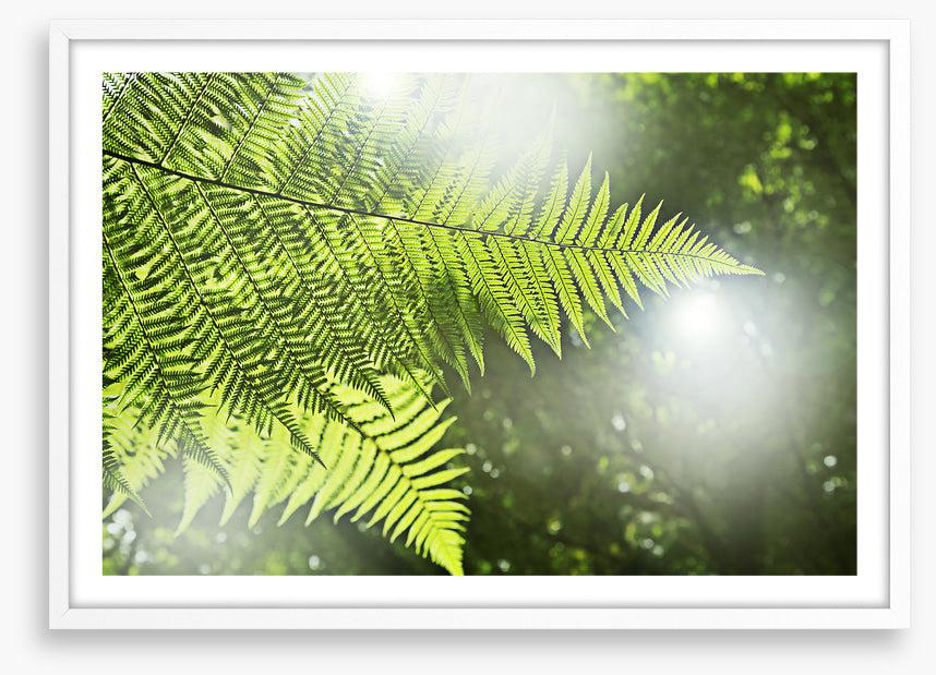 Sunlight fern