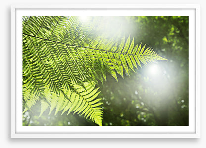 Sunlight fern